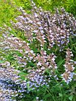 Sauge en fleur (prise a Lens)(3)